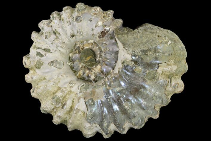 Bumpy Ammonite (Douvilleiceras) Fossil - Madagascar #115621